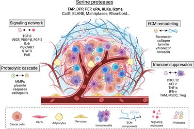 Role of Serine Proteases at the Tumor-Stroma Interface